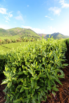 浙江安吉茶叶茶山茶场