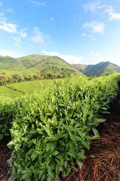 浙江安吉白茶种植茶山