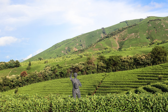 浙江安吉茶场茶山