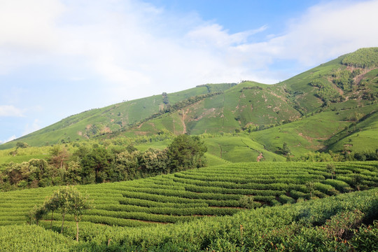 浙江安吉茶场茶山