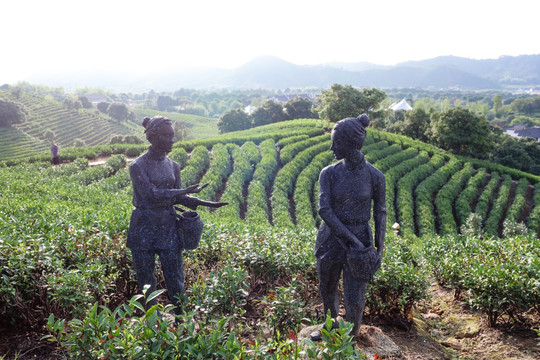 浙江安吉茶场茶山