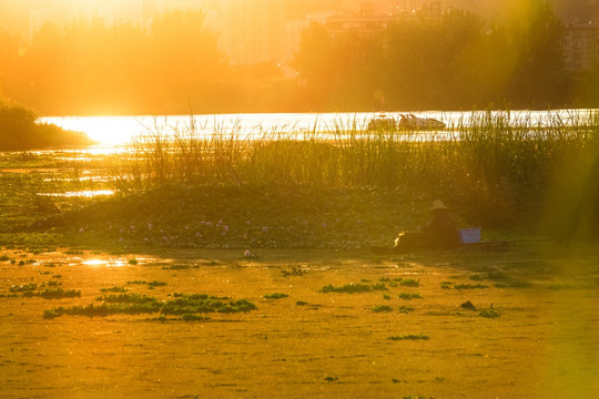 夕阳下滇池湿地渔夫