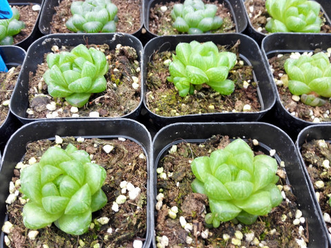 多肉植物 雨露