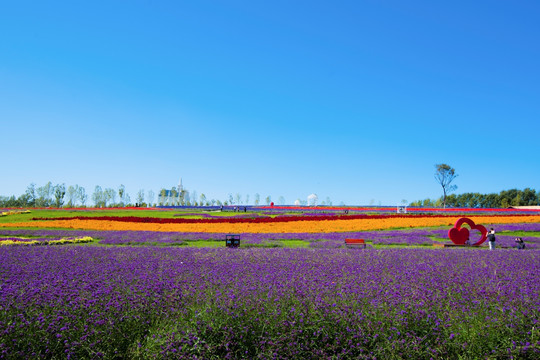 薰衣草花海