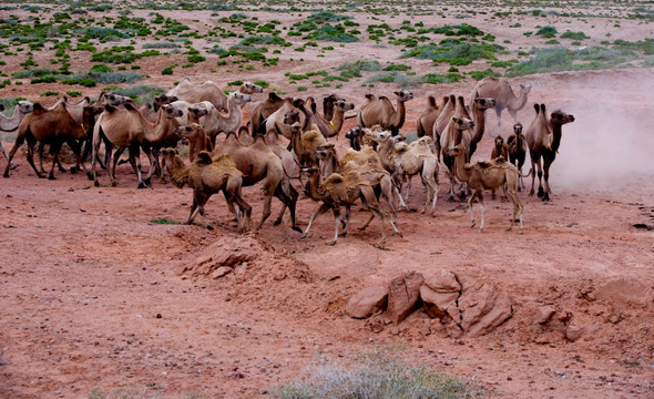 西部草原的骆驼