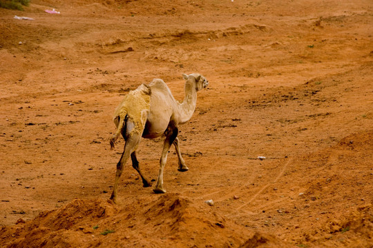 西部草原的骆驼