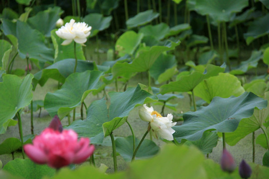 荷花池