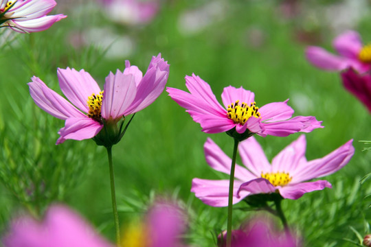 绿化花草 红花绿叶