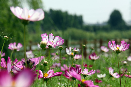 格桑花草