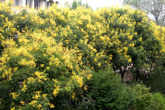 黄色栾树花