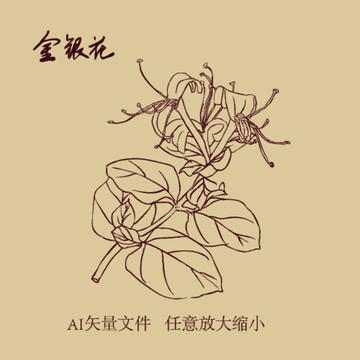 金银花 手绘