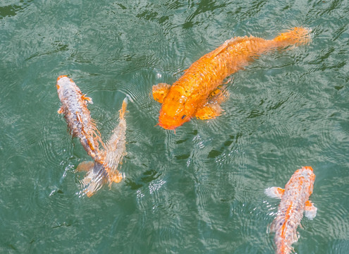 锦鲤戏水