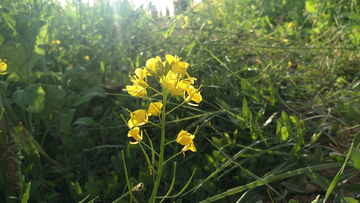 油菜花