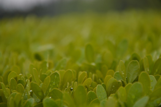 雨后