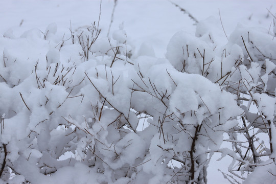 大兴安岭森林雪景