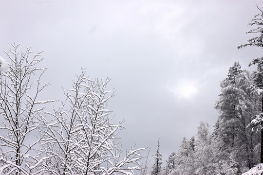 大兴安岭森林雪景