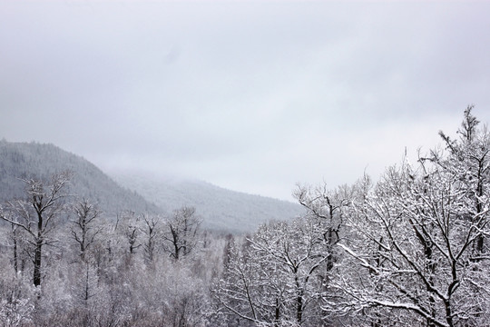 大兴安岭森林雪景