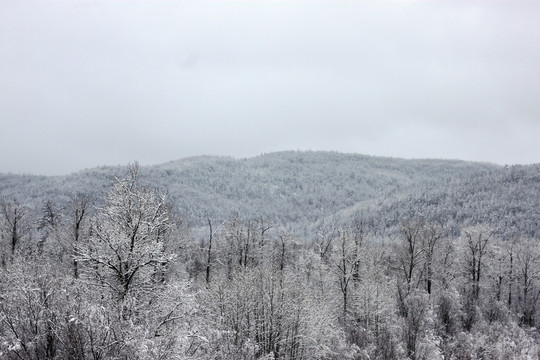 大兴安岭森林雪景