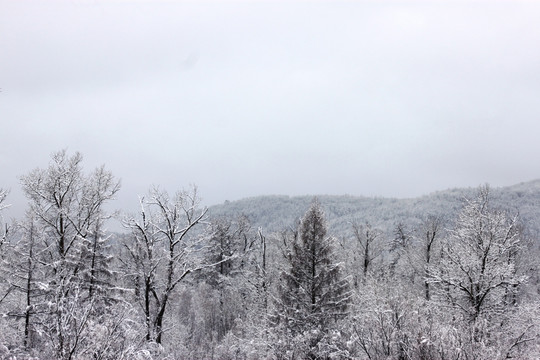 大兴安岭森林雪景