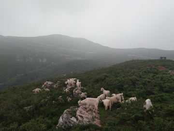 山 雾 羊