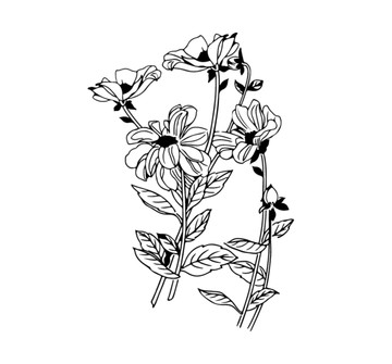 大麗花矢量白描線稿裝飾雕刻