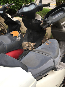旧摩托车与家猫
