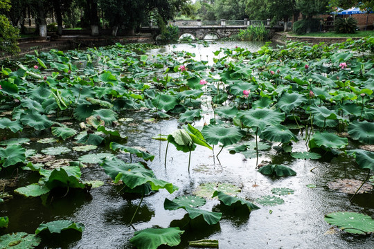 雨中庾园