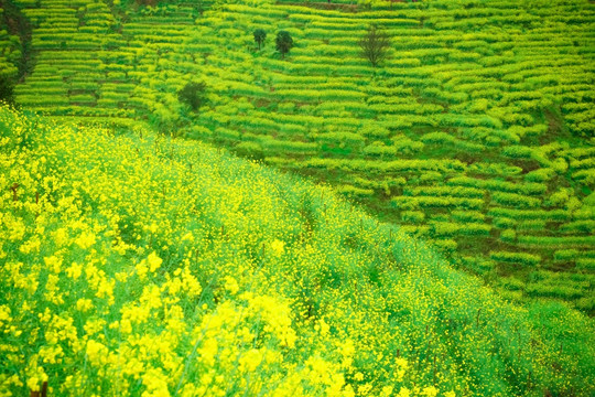 梯田风景