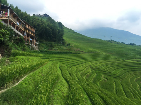 龙胜梯田