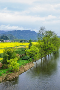 柯村油菜花