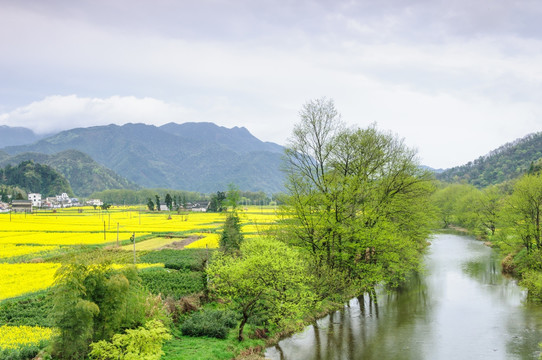 柯村油菜花