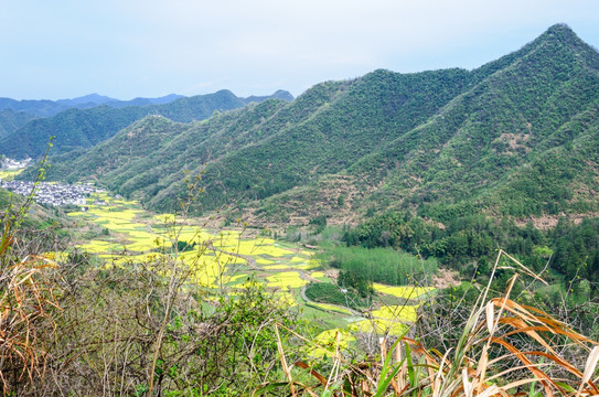 柯村油菜花