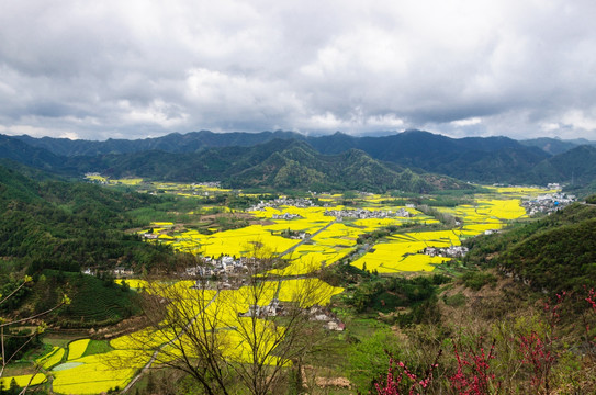 柯村油菜花