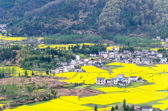 柯村油菜花