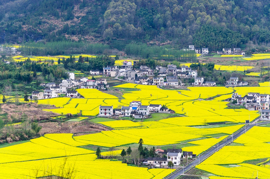 柯村油菜花