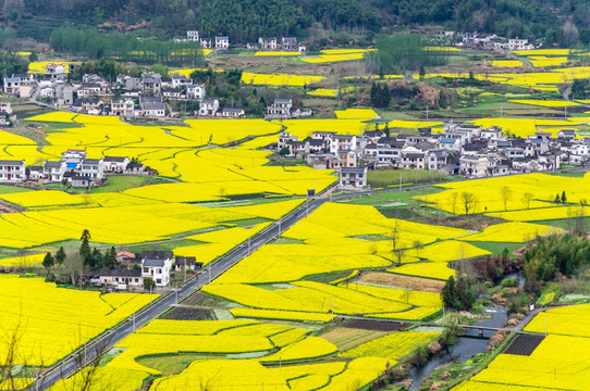 柯村油菜花