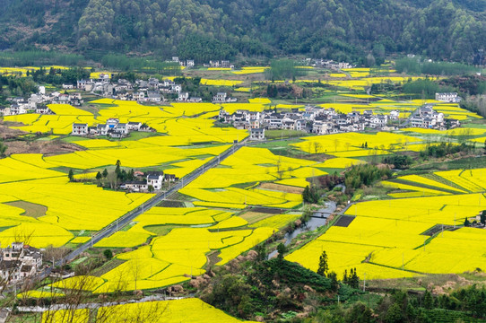 柯村油菜花