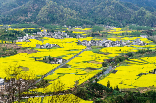 柯村油菜花