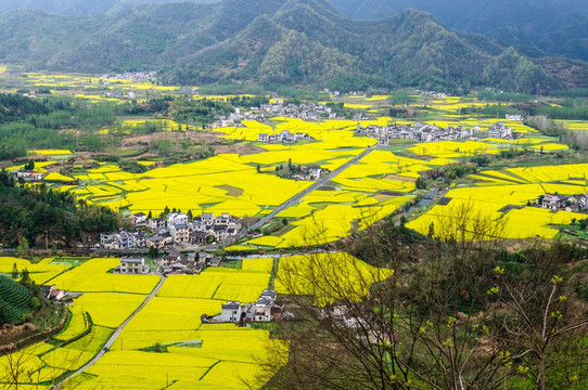 柯村油菜花