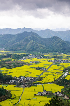 柯村油菜花