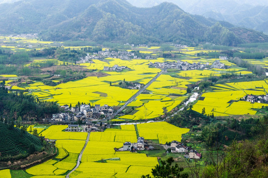 柯村油菜花