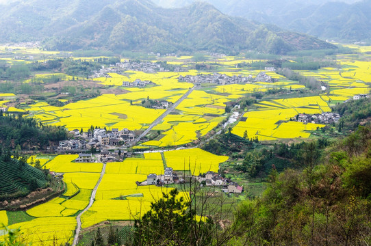 柯村油菜花