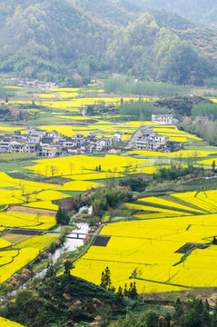 柯村油菜花