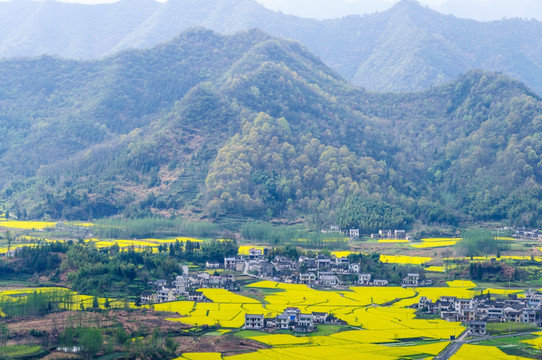 柯村油菜花