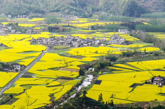 柯村油菜花