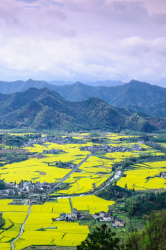 柯村油菜花