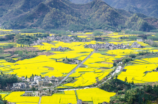 柯村油菜花