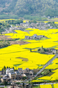 柯村油菜花