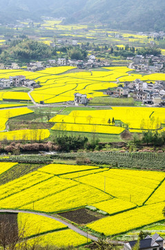 柯村油菜花