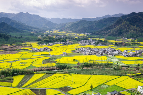 柯村油菜花